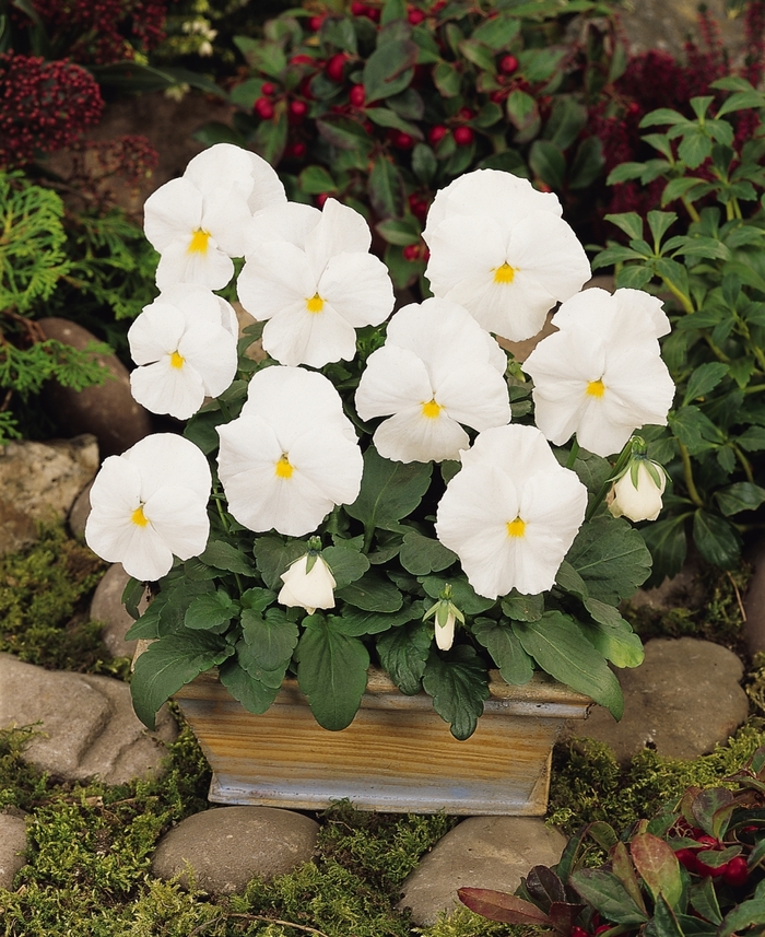 'White' Matrix Pansy - Viola x wittrockiana (Pansy) from Wilson Farms Inc