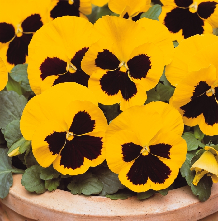 'Yellow Blotch' Matrix Pansy - Viola x wittrockiana (Pansy) from Wilson Farms Inc