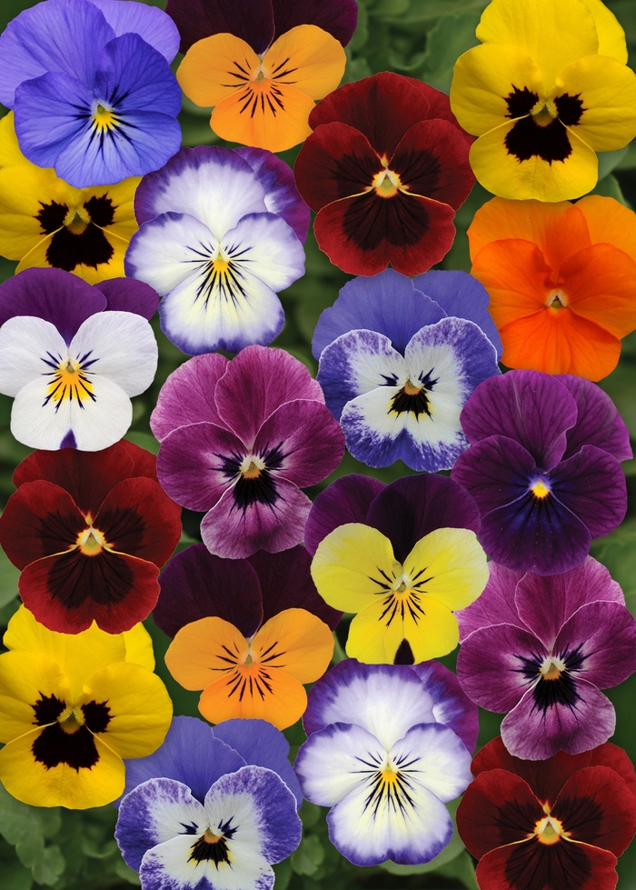 Sorbet&reg; XP 'Autumn Select Mixture' - Viola cornuta (Pansy) from Wilson Farms Inc