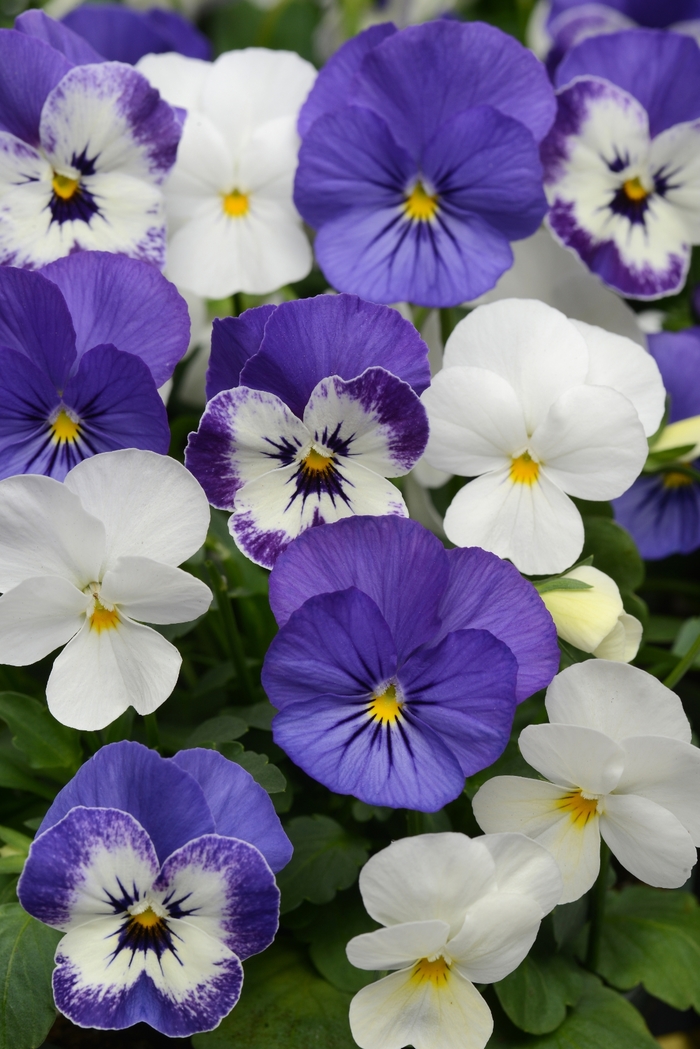  'Blueberry Sundae Mixture' Viola Sorbet - Viola cornuta (Pansy) from Wilson Farms Inc