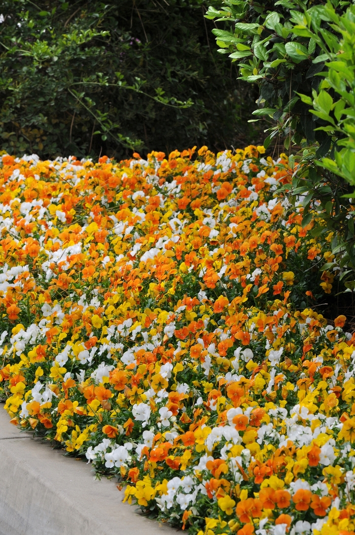 Citrus Mixture Viola Sorbet - Viola cornuta from Wilson Farms Inc