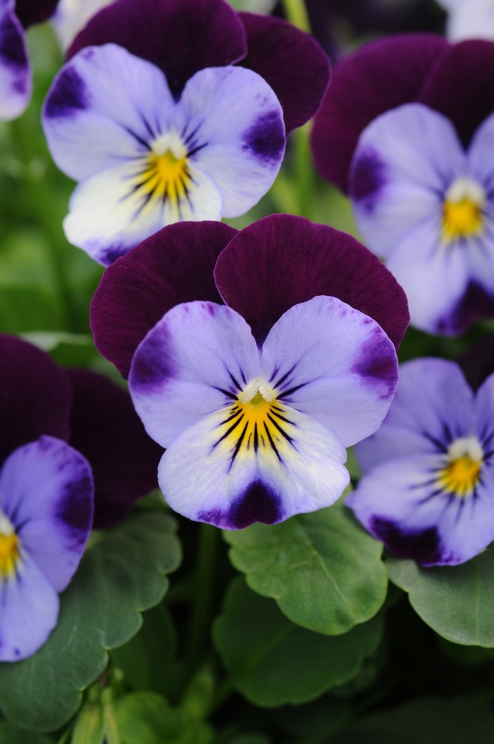 'Denim Jump Up' Viola Sorbet - Viola cornuta from Wilson Farms Inc