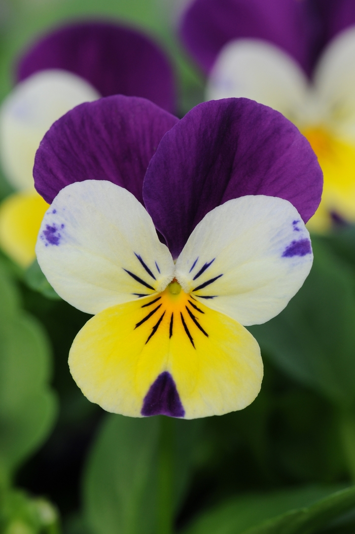 'Lemon Jump Up' Viola Sorbet - Viola cornuta from Wilson Farms Inc