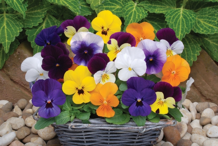 Mixture Viola Sorbet - Viola cornuta from Wilson Farms Inc