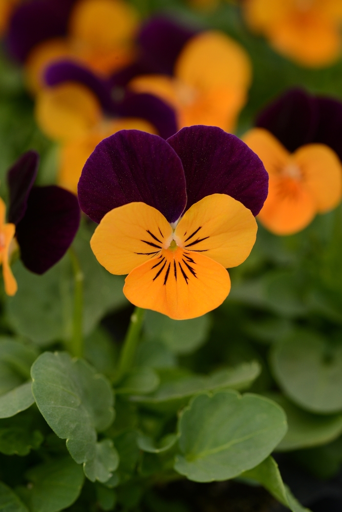 'Orange Jump Up' Viola Sorbet - Viola cornuta from Wilson Farms Inc