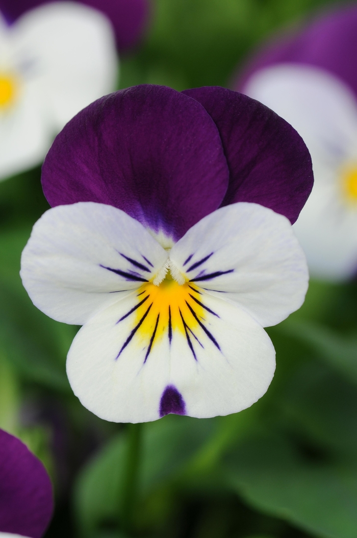  'White Jump Up' Viola Sorbet - Viola cornuta from Wilson Farms Inc
