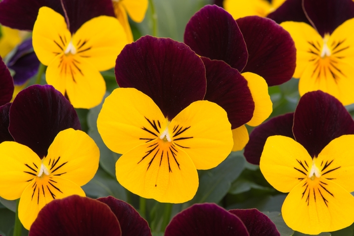 'Yellow Burgundy Jump Up' Viola Sorbet - Viola cornuta from Wilson Farms Inc