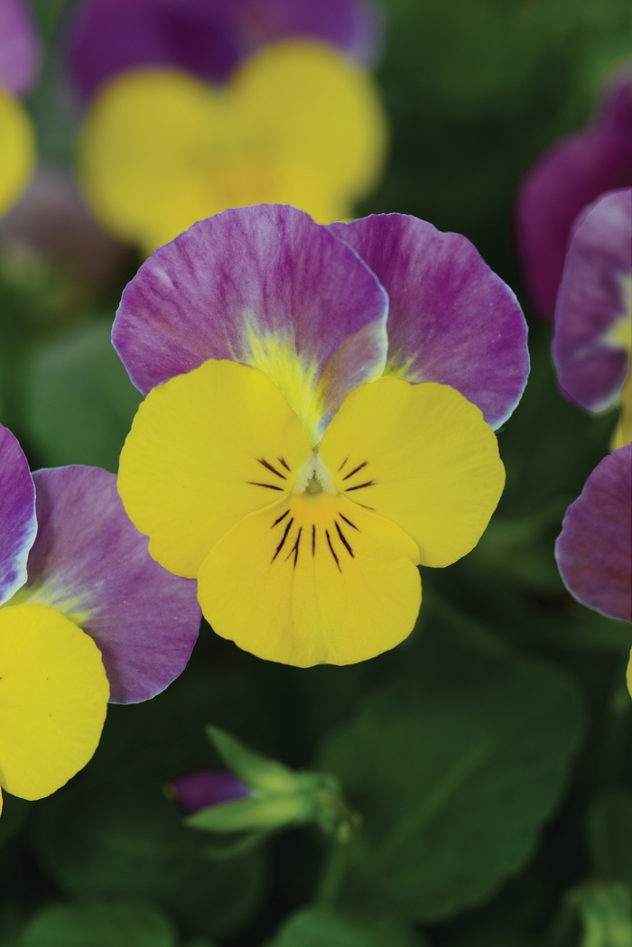  'Yellow Pink Jump Up' Viola Sorbet - Viola cornuta (Pansy) from Wilson Farms Inc