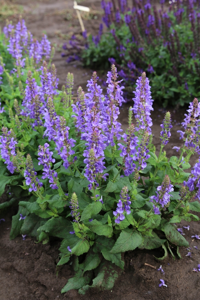 'Sky Blue Marvel' Meadow Sage - Salvia nemorosa from Wilson Farms Inc