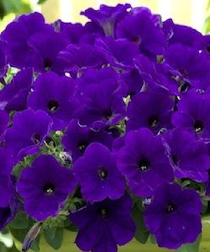 Petunia - Petunia hybrida 'Carpet Blue' from Wilson Farms Inc