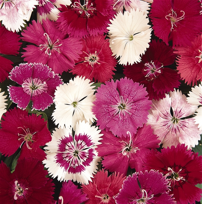 Dianthus, Ideal Select' - Dianthus hybrid 'Ideal Select ' from Wilson Farms Inc