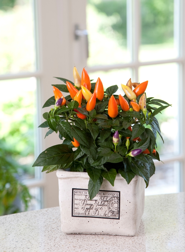 Acapulco Orange - Capsicum annuum (Ornamental Pepper) from Wilson Farms Inc