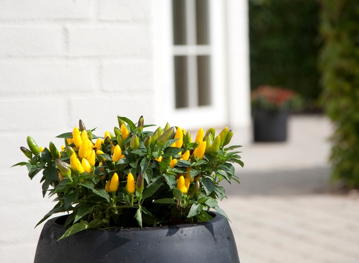 Acapulco Yellow - Capsicum annuum (Ornamental Pepper) from Wilson Farms Inc