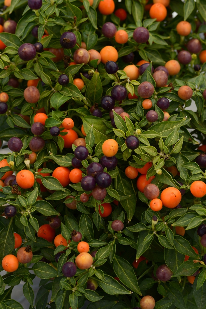 Hot Pops 'Purple' - Capsicum annuum (Ornamental Pepper) from Wilson Farms Inc