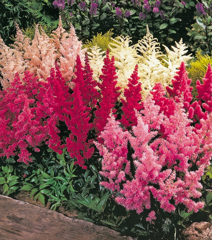 Assorted Astilbe - Astilbe x arendsii from Wilson Farms Inc