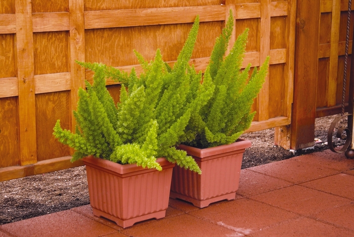 Foxtail Fern - Asparagus densiflorus 'Myersii' from Wilson Farms Inc