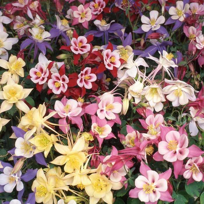'Swan Mix' - Aquilegia (Columbine) from Wilson Farms Inc
