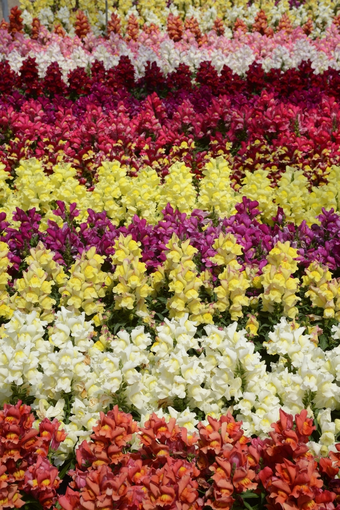 Snapdragon - Antirrhinum majus 'Snapshot Mix' from Wilson Farms Inc