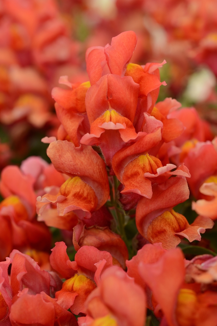 Dwarf Garden Snapdragon - Antirrhinum majus 'Snapshot Orange' from Wilson Farms Inc