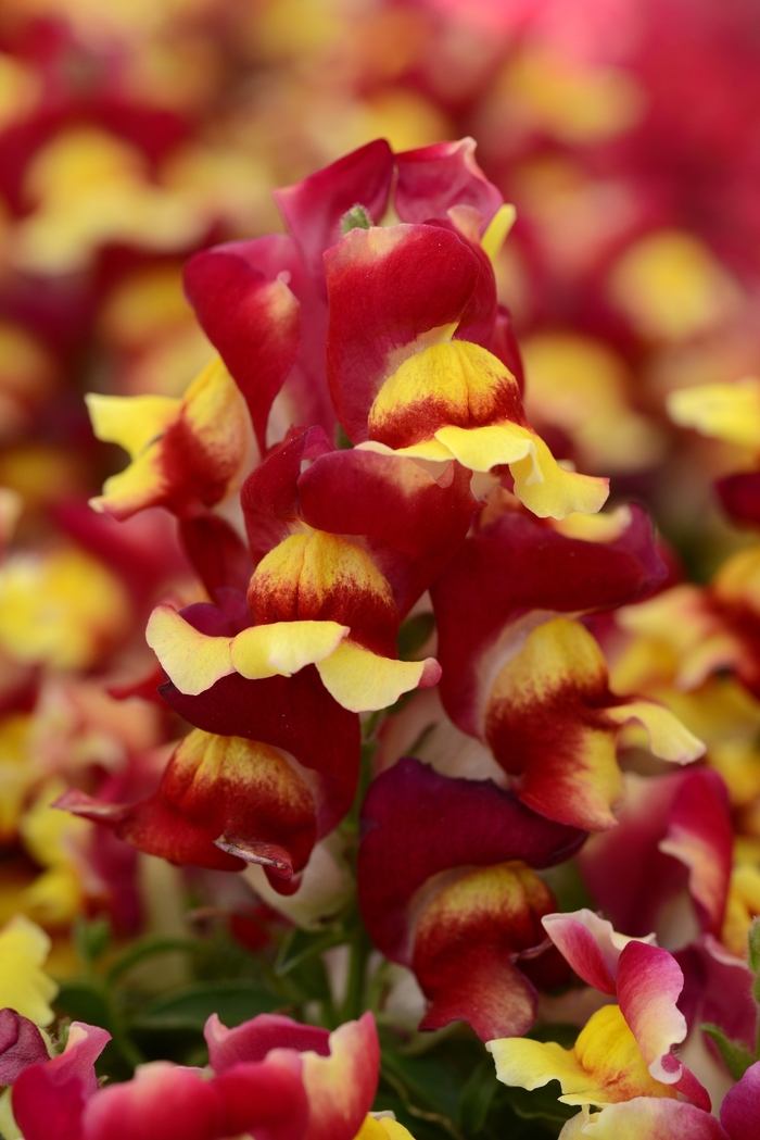 Snapdragon - Antirrhinum majus 'Bicolor' from Wilson Farms Inc