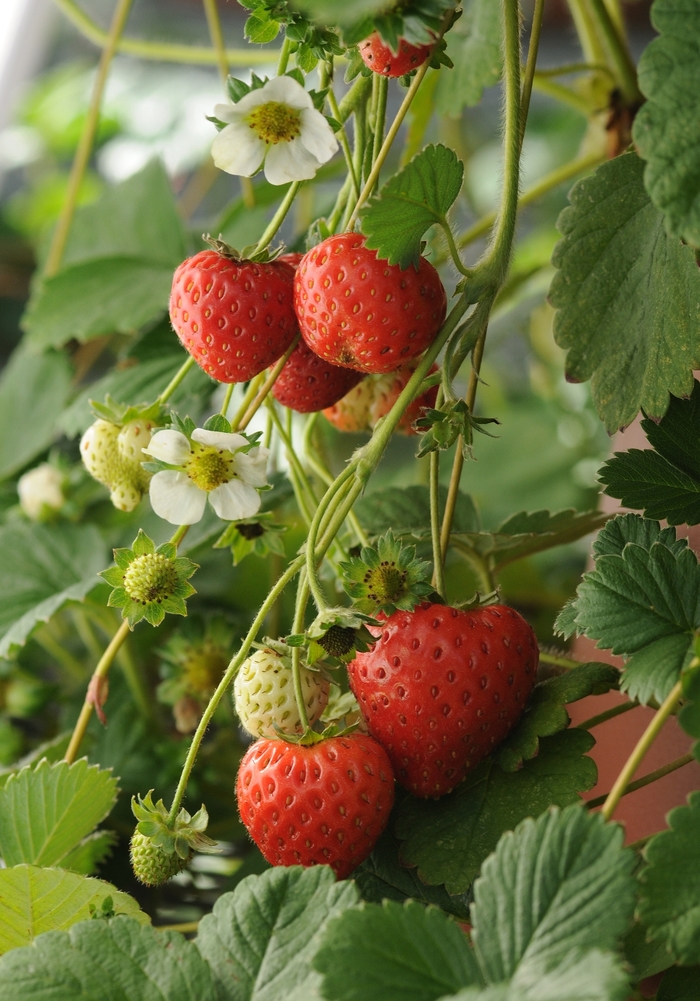 Strawberry - Fragaria from Wilson Farms Inc