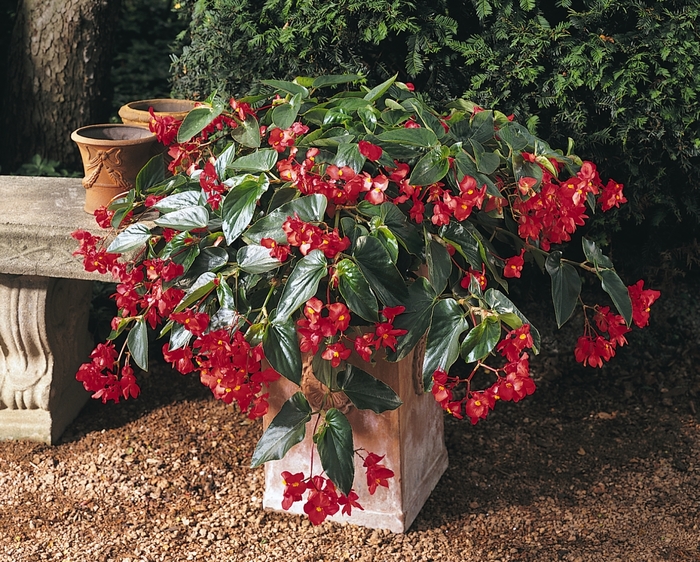 Dragon Wing&reg; 'Red' - Begonia from Wilson Farms Inc
