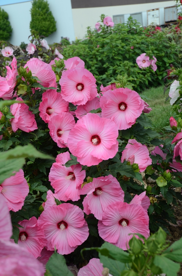 'Airbrush Effect' Rose Mallow - Hibiscus from Wilson Farms Inc