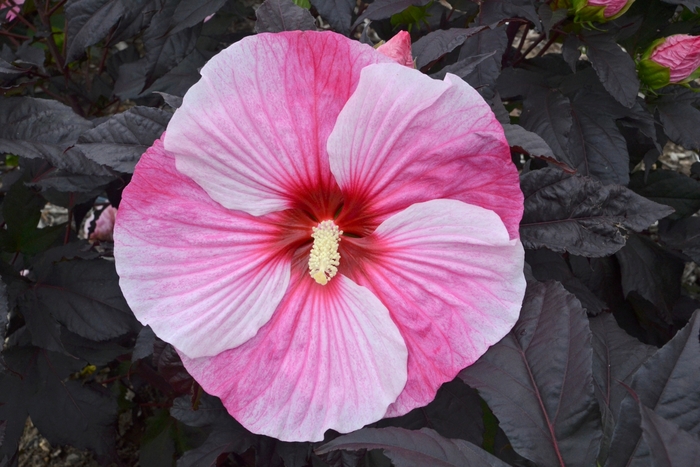 'Starry Starry Night' Rose Mallow - Hibiscus from Wilson Farms Inc