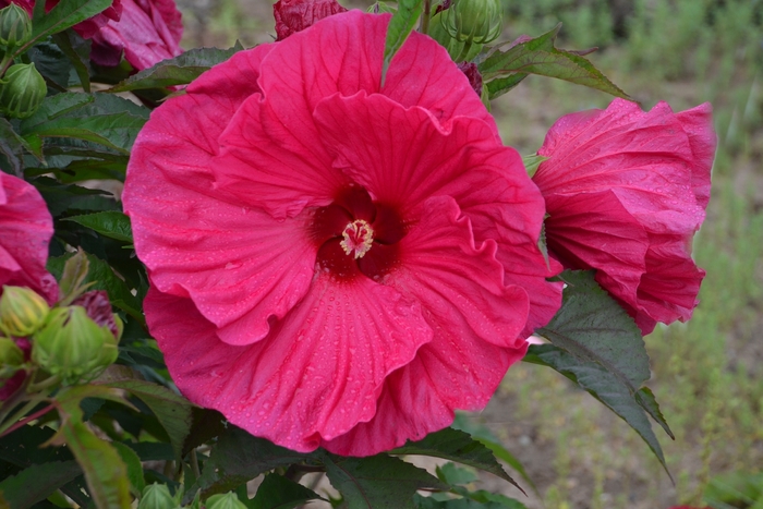 'Summer in Paradise' Rose Mallow - Hibiscus from Wilson Farms Inc