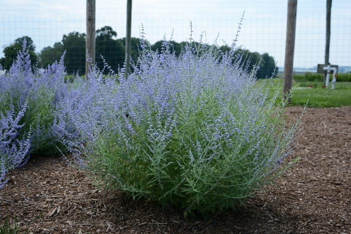 'Little Lace' Russian Sage - Perovskia atriplicifolia from Wilson Farms Inc