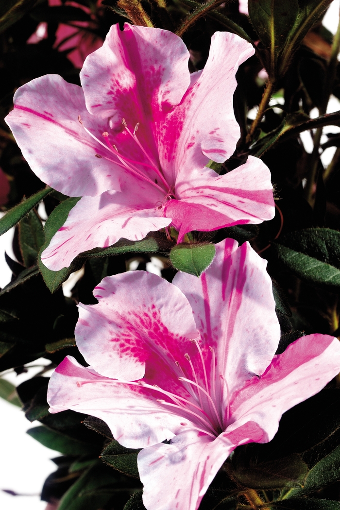 Encore&reg; 'Autumn Twist&reg;' - Rhododendron (Azalea) from Wilson Farms Inc