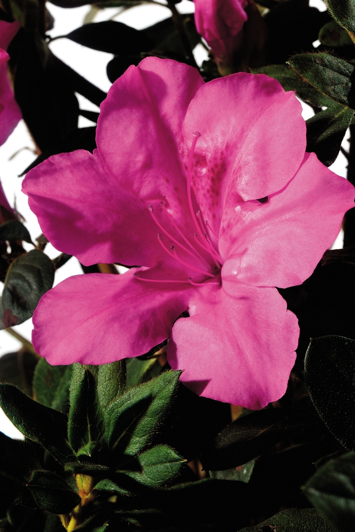 Encore&reg; 'Autumn Sangria&reg;' - Rhododendron (Azalea) from Wilson Farms Inc