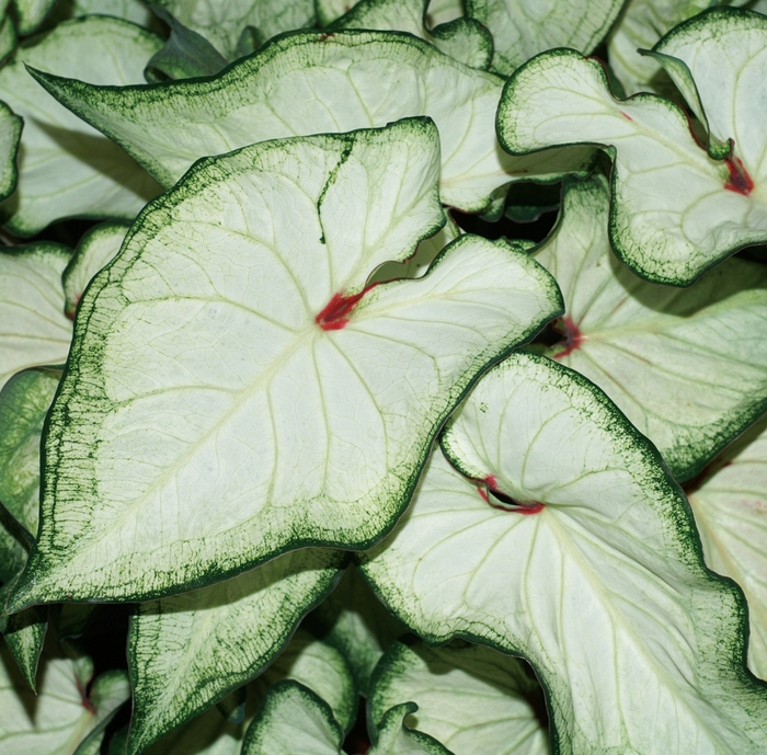 Heart to Heart&reg; 'White Wonder' - Caladium hortulanum (Strap-leaf Caladium) from Wilson Farms Inc
