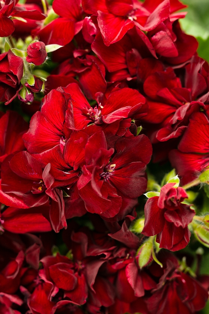 Boldly&reg; 'Burgundy' - Pelargonium (Interspecific Geranium) from Wilson Farms Inc