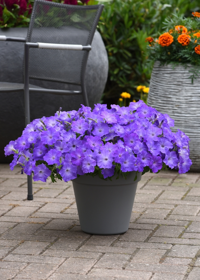 Easy Wave&reg; 'Lavender Sky Blue' - Petunia from Wilson Farms Inc