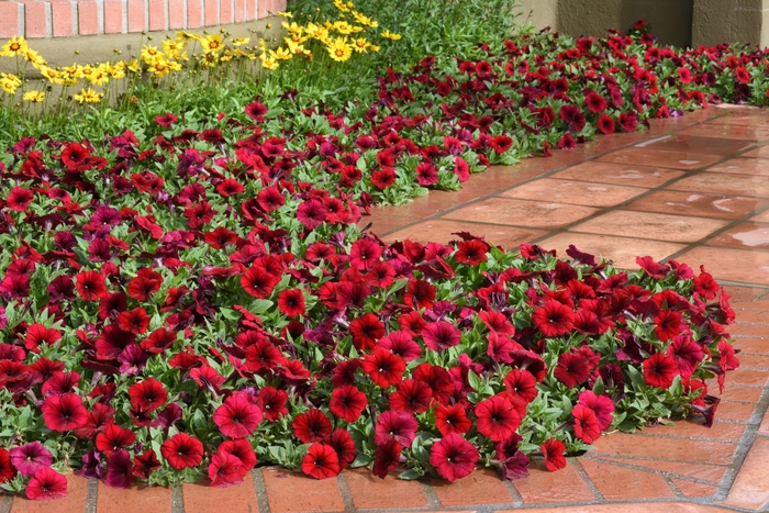 Easy Wave&reg; 'Red Velour' - Petunia from Wilson Farms Inc