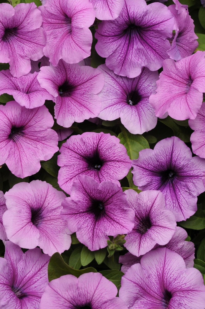 Easy Wave&reg; 'Plum Vein' - Petunia from Wilson Farms Inc