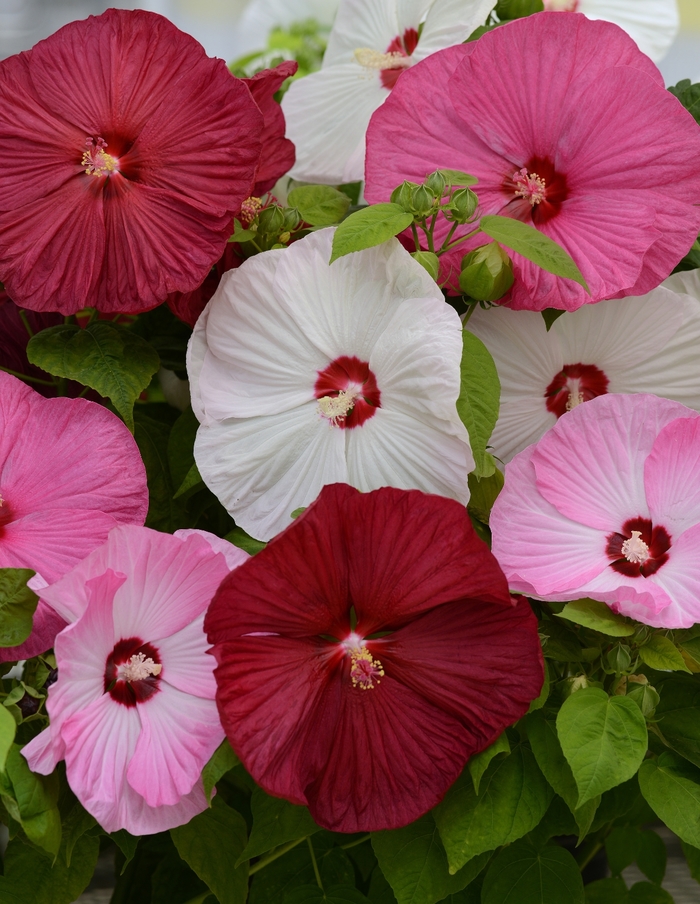 Luna&trade; 'Mix' - Hibiscus moscheutos (Hardy Hibiscus) from Wilson Farms Inc