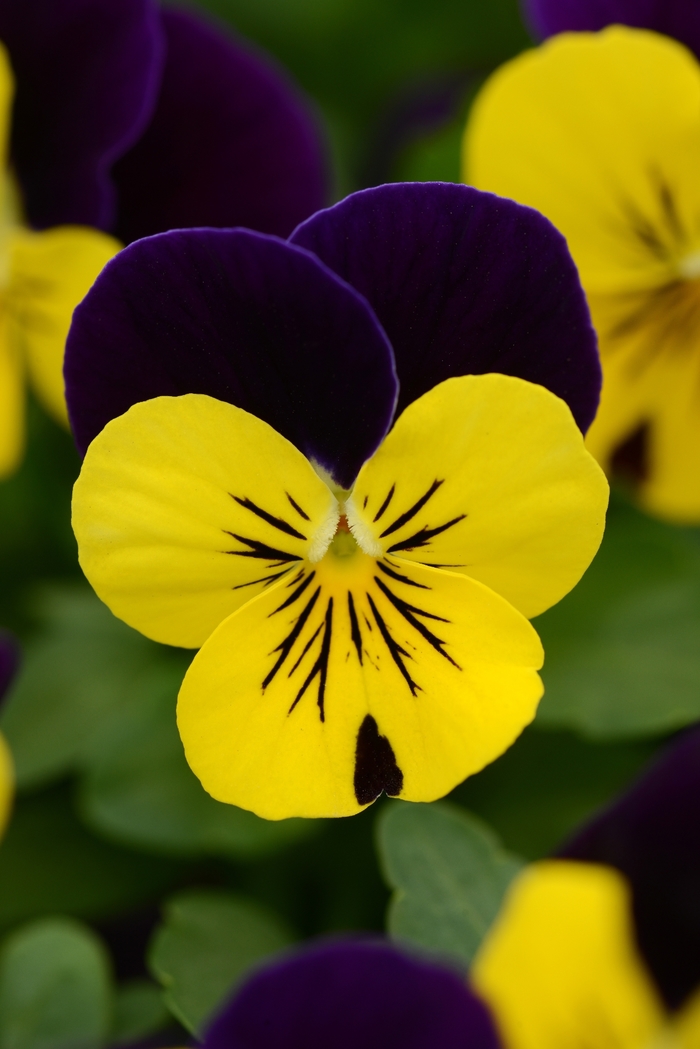  'Yellow Violet Jump Up' Viola Sorbet - Viola cornuta from Wilson Farms Inc