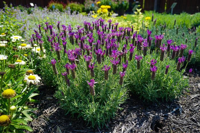 'Primavera' Spanish Lavender - Lavandula stoechas from Wilson Farms Inc