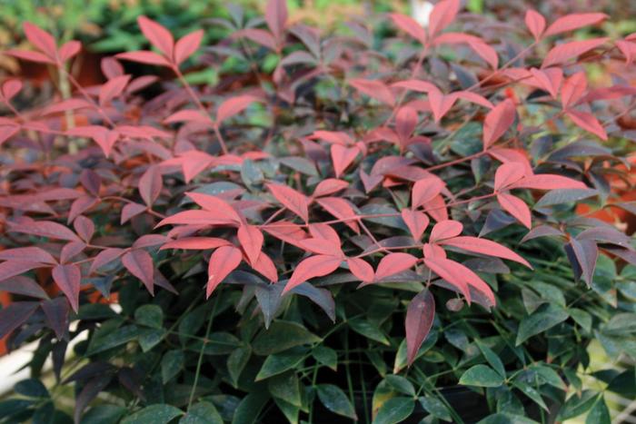 Flirt Nandina - Nandina domestica 'Murasaki' from Wilson Farms Inc
