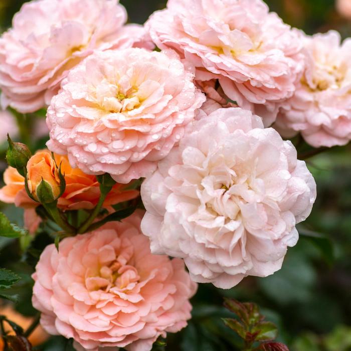 'Apricot Drift&reg;' Rose - Rosa from Wilson Farms Inc