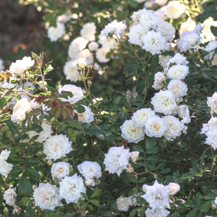 'White Drift&reg;' Rose - Rosa from Wilson Farms Inc