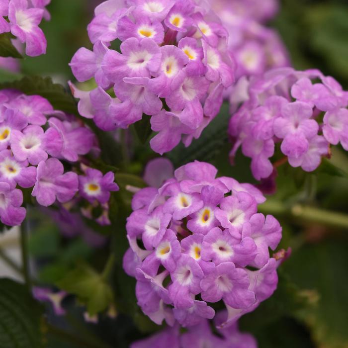 Purple Lantana - Lantana montevidensis from Wilson Farms Inc