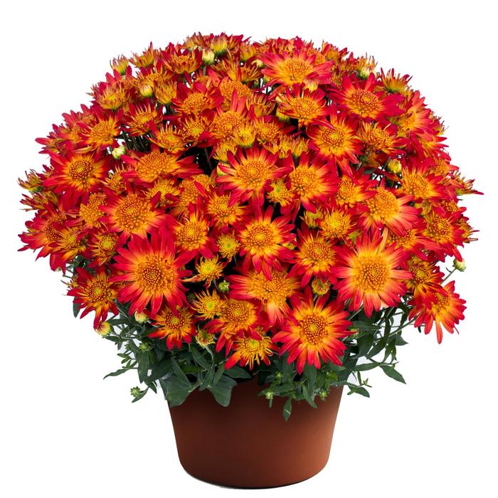 'Autumn Sunset&trade;' Garden Mum - Chrysanthemum x morifolium from Wilson Farms Inc