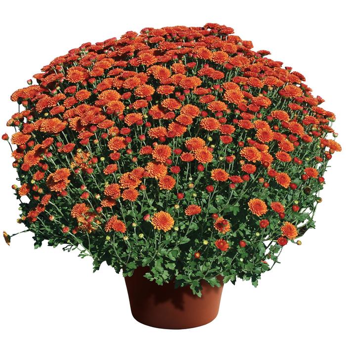 'Hailey Gold' Garden Mum - Chrysanthemum x morifolium from Wilson Farms Inc