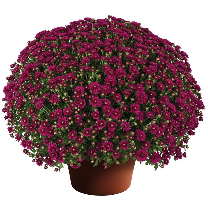 'Wanda&trade; Purple' Garden Mum - Chrysanthemum x morifolium from Wilson Farms Inc