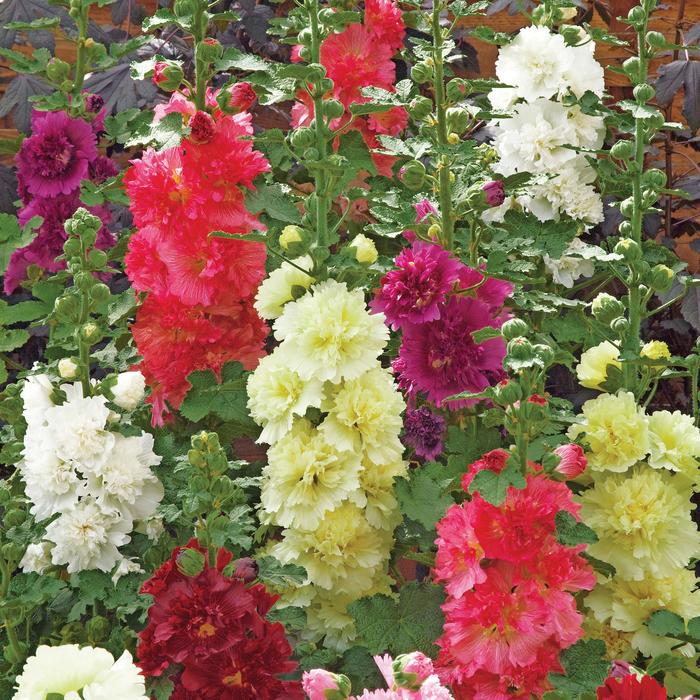 Spring Celebrities 'Mix' - Alcea rosea (Hollyhock) from Wilson Farms Inc