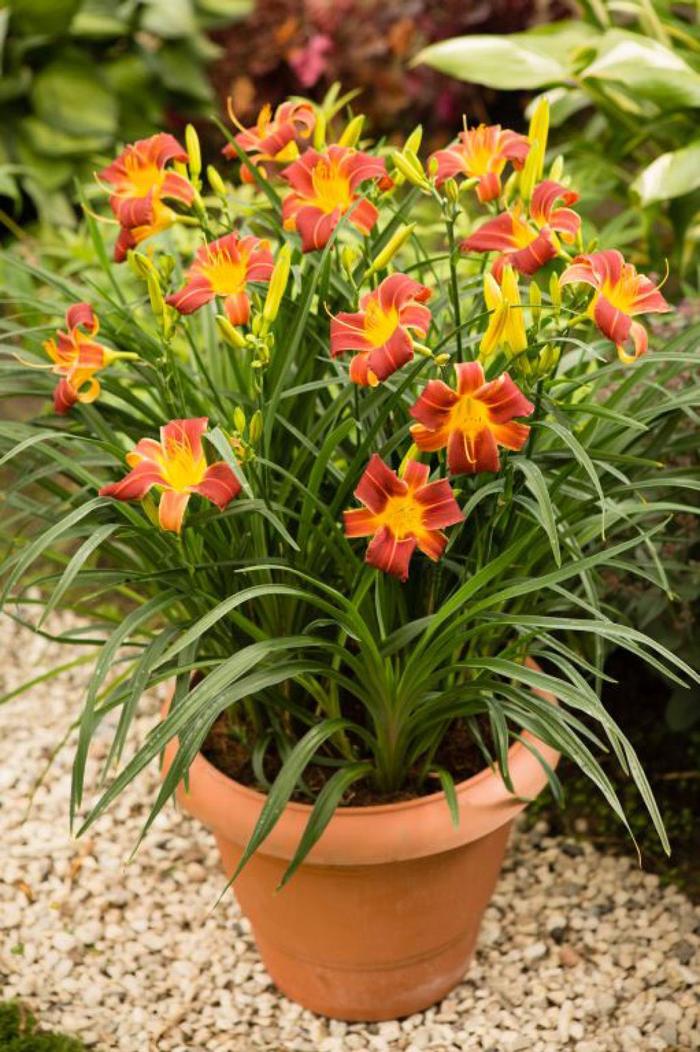 EveryDaylily&reg; 'Red Rib' - Hemerocallis (Daylily) from Wilson Farms Inc