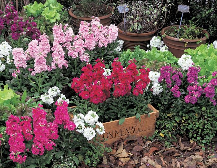 Stock Harmony - Matthiola Incana from Wilson Farms Inc